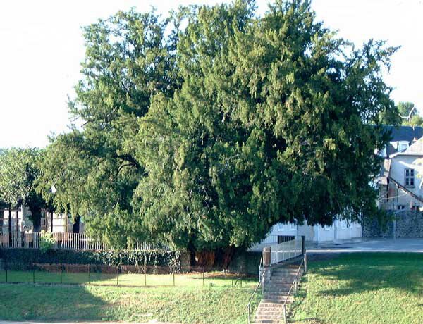 If Millénaire